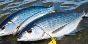How to catch blueback herring lake lanier