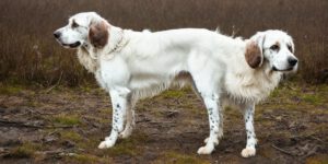 How to Train an English Setter: Tips and Tricks for a Successful Hunting Companion