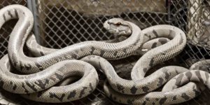 Breeding Blood Pythons: A Comprehensive Guide