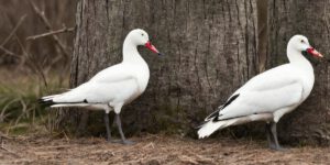 How to Build a Snow Goose Caller: A Step-by-Step Guide