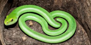 Breeding Green Tree Pythons: Tips and Tricks for Successful Hatchlings