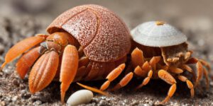 How Hermit Crabs Go to the Bathroom: An Intriguing Look at Their Biology
